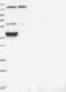 Cytochrome C Oxidase Assembly Homolog COX15 antibody, NBP1-85880, Novus Biologicals, Western Blot image 