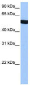 Tubulin alpha-3C/D chain antibody, TA335702, Origene, Western Blot image 