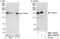YTH Domain Containing 2 antibody, NBP1-52636, Novus Biologicals, Western Blot image 