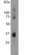 Rhodopsin antibody, LS-B10409, Lifespan Biosciences, Western Blot image 