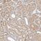 G Protein Subunit Beta 1 Like antibody, PA5-56996, Invitrogen Antibodies, Immunohistochemistry frozen image 