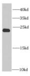 Proteasome Subunit Beta 2 antibody, FNab06871, FineTest, Western Blot image 