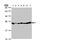 Ketone-aldehyde mutase antibody, ab96032, Abcam, Western Blot image 