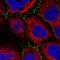 Pleckstrin Homology And RhoGEF Domain Containing G6 antibody, NBP2-55380, Novus Biologicals, Immunocytochemistry image 