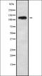 Ubiquitination Factor E4A antibody, orb338792, Biorbyt, Western Blot image 