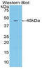 Matrix Metallopeptidase 10 antibody, MBS2005760, MyBioSource, Western Blot image 