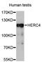 HECT And RLD Domain Containing E3 Ubiquitin Protein Ligase 4 antibody, STJ26754, St John