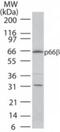 GATA Zinc Finger Domain Containing 2B antibody, NB100-56387, Novus Biologicals, Western Blot image 