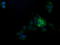 Tripartite Motif Containing 38 antibody, LS-C174622, Lifespan Biosciences, Immunofluorescence image 