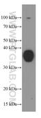 Synaptophysin antibody, 60191-1-Ig, Proteintech Group, Western Blot image 