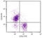 CD24 Molecule antibody, 98-693, ProSci, Western Blot image 