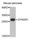 Synaptogyrin 1 antibody, STJ110474, St John