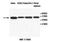 Interleukin-18 receptor accessory protein antibody, MBS415748, MyBioSource, Western Blot image 