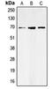 Solute Carrier Family 6 Member 1 antibody, MBS822212, MyBioSource, Western Blot image 