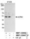 Adhesion Regulating Molecule 1 antibody, NBP1-30446, Novus Biologicals, Immunoprecipitation image 