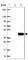 SNX20 antibody, HPA043649, Atlas Antibodies, Western Blot image 