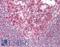 MCL1 Apoptosis Regulator, BCL2 Family Member antibody, LS-B10210, Lifespan Biosciences, Immunohistochemistry frozen image 