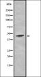 CD180 Molecule antibody, orb335124, Biorbyt, Western Blot image 