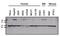 ADP Ribosylation Factor 6 antibody, PA1-093, Invitrogen Antibodies, Western Blot image 