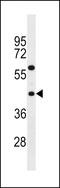 Taste 2 Receptor Member 3 antibody, LS-C157139, Lifespan Biosciences, Western Blot image 