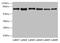 Transmembrane and coiled-coil domains protein 1 antibody, CSB-PA023641LA01HU, Cusabio, Western Blot image 