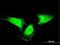 Myeloid Derived Growth Factor antibody, H00056005-M03, Novus Biologicals, Immunocytochemistry image 