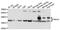 Nascent polypeptide-associated complex subunit alpha antibody, A02155, Boster Biological Technology, Western Blot image 