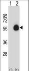 CD33 Molecule antibody, LS-C168537, Lifespan Biosciences, Western Blot image 