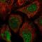 Nucleic Acid Binding Protein 2 antibody, HPA057213, Atlas Antibodies, Immunofluorescence image 