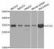 Autophagy Related 5 antibody, STJ113131, St John