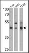 Keratin 15 antibody, MA5-11344, Invitrogen Antibodies, Western Blot image 