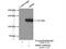 MutS Homolog 3 antibody, 22393-1-AP, Proteintech Group, Immunoprecipitation image 