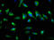 Synaptoporin antibody, LS-C376732, Lifespan Biosciences, Immunofluorescence image 