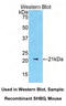 Sex Hormone Binding Globulin antibody, MBS2002785, MyBioSource, Western Blot image 