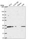 Coiled-Coil Domain Containing 69 antibody, HPA052896, Atlas Antibodies, Western Blot image 