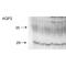 Aquaporin 2 antibody, PA5-77841, Invitrogen Antibodies, Western Blot image 