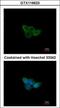 Nuclear RNA Export Factor 2B antibody, GTX116623, GeneTex, Immunocytochemistry image 