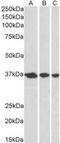 Apurinic/Apyrimidinic Endodeoxyribonuclease 1 antibody, MBS421297, MyBioSource, Western Blot image 