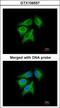IL-12 antibody, GTX106557, GeneTex, Immunocytochemistry image 