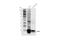 STEAP Family Member 1 antibody, 88677S, Cell Signaling Technology, Western Blot image 