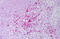 Resistin antibody, MBS246475, MyBioSource, Immunohistochemistry frozen image 