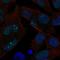 Exonuclease 1 antibody, HPA069738, Atlas Antibodies, Immunocytochemistry image 