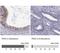 Paired Box 2 antibody, NBP2-33496, Novus Biologicals, Immunohistochemistry frozen image 