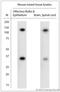 Serrate, RNA Effector Molecule antibody, LS-C829272, Lifespan Biosciences, Western Blot image 
