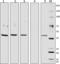 Ig kappa-b4 chain C region antibody, 410406, BioLegend, Western Blot image 
