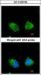 Inositol Polyphosphate-1-Phosphatase antibody, GTX105739, GeneTex, Immunocytochemistry image 