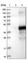 Transcription factor ETV7 antibody, HPA029033, Atlas Antibodies, Western Blot image 