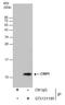 Cysteine-rich protein 1 antibody, GTX131195, GeneTex, Immunoprecipitation image 