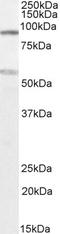 TBC1 Domain Family Member 9 antibody, LS-C205068, Lifespan Biosciences, Western Blot image 