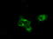 MCL1 Apoptosis Regulator, BCL2 Family Member antibody, LS-C115038, Lifespan Biosciences, Immunofluorescence image 